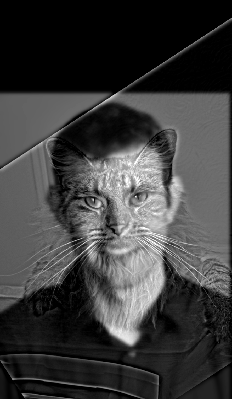 Cat Man Hybrid