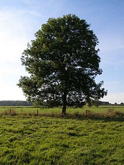 Original Tree
