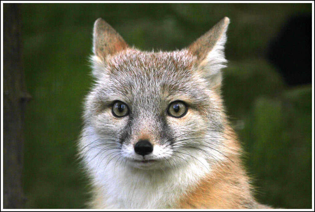 Original Fox Image