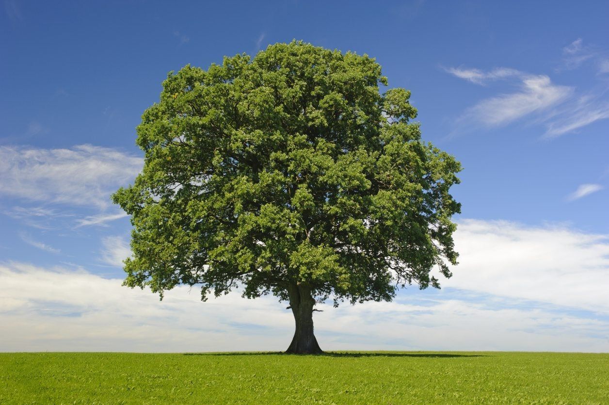 Tree original